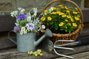 Gardening tips and tricks: June