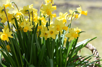 Springtime gardening checklist and preparation tips