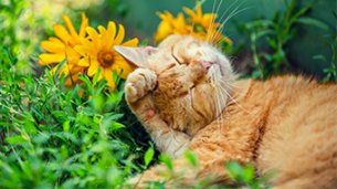 Transform your garden in the New Year