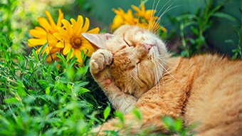 Transform your garden in the New Year