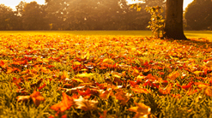 Gardening tasks for October