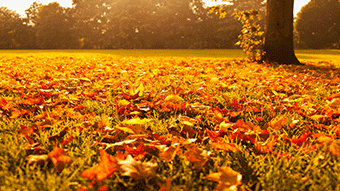 Gardening tasks for October