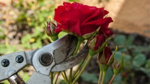 Gardening Tips for November