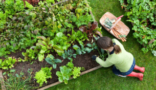 Tips for starting your garden vegetable patch 